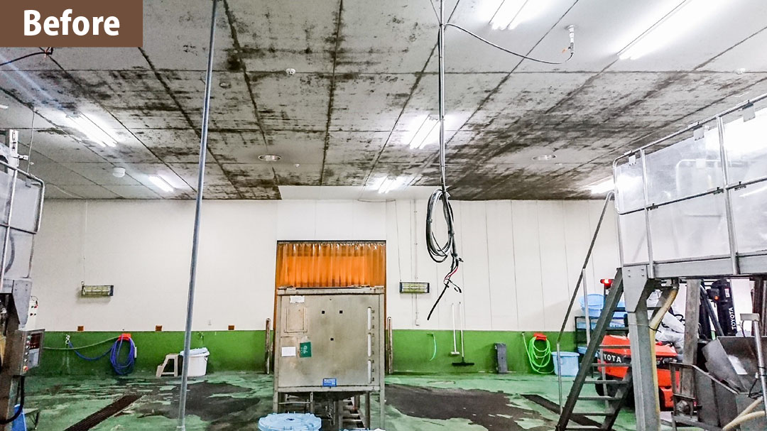 天井水性塗装面のカビ除去 BAN system 施工のビフォーアフター