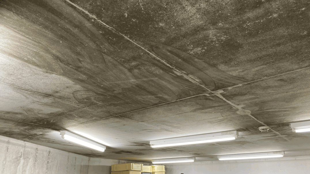 天井水性塗装面のカビ除去 BAN system 施工のビフォーアフター