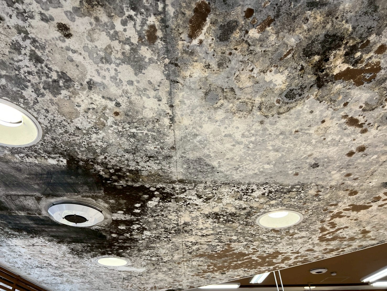 天井に発生した黒カビの写真