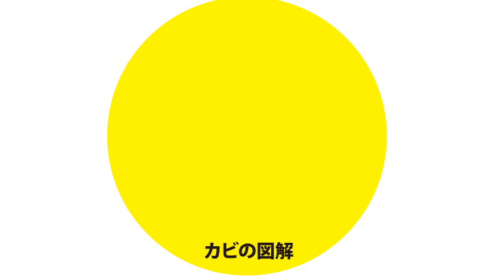 カビ発生・繁殖のメカニズムのアニメーション