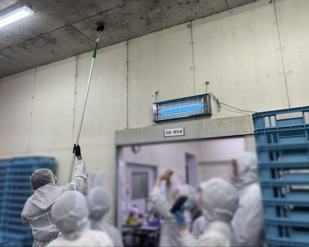 食品工場での無料デモ施工をスタッフが見学し、天井のカビ除去効果を確認している様子